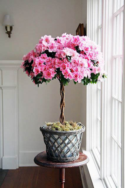 azaleas_1