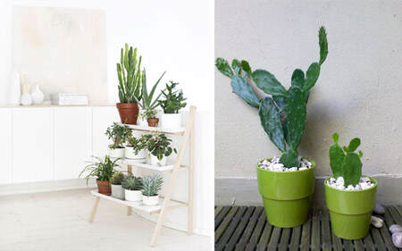 decorar_con_cactus_17