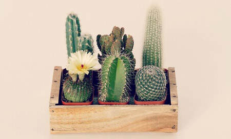 decorar_con_cactus_20