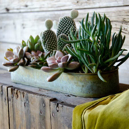 decorar_con_cactus_3