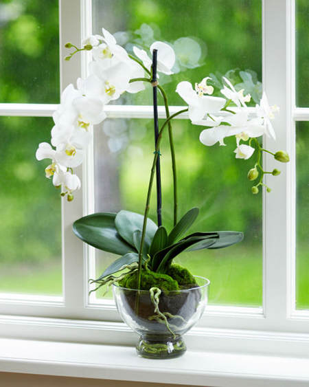 54f38555cf366_-_rbk-lasting-plants-orchids-s2