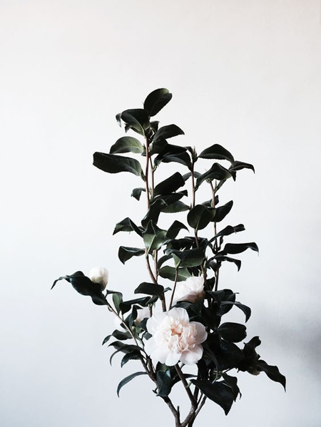 camelias_4