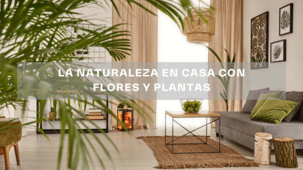 naturaleza en casa plantas flores